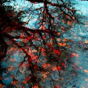 Foto Árvores Vermelhas