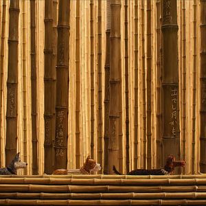 Foto Ilha dos Cachorros