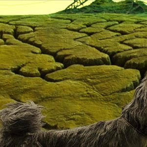 Foto Ilha dos Cachorros