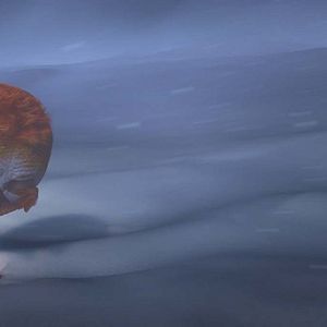 Foto PLOEY - You Never Fly Alone