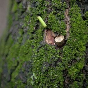 Foto Auto de Resistência