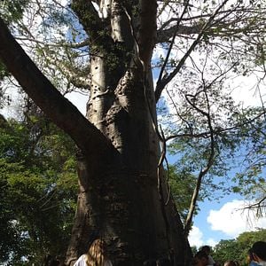 Foto Sementes da Educação