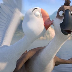 Foto Pato Pato Ganso