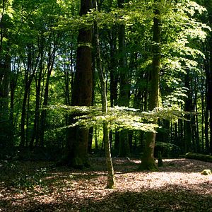 Foto O Tempo das Florestas