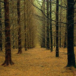 Foto O Tempo das Florestas