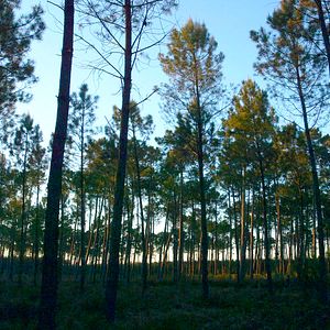 Foto O Tempo das Florestas