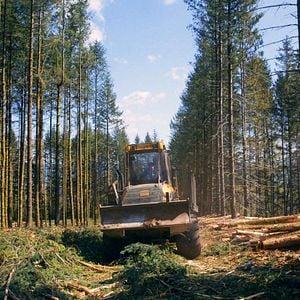 Foto O Tempo das Florestas