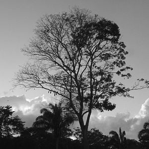 Foto La Felicidad del Sonido