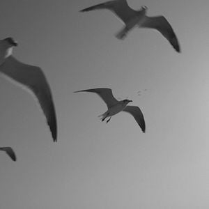 Foto La Felicidad del Sonido