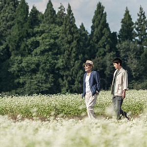 Foto Kazenoki Wa Koto No Youni