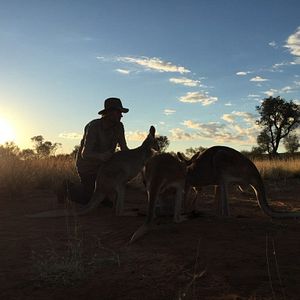 Foto Kangaroo – A Love-Hate Story