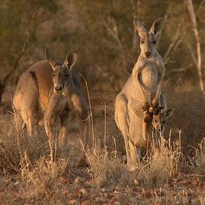 Foto Kangaroo – A Love-Hate Story