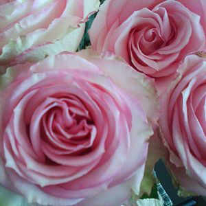 Foto Num Certo Domingo