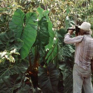 Foto Frans Krajcberg: Manifesto