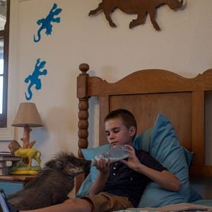 Foto A Menina e o Leão