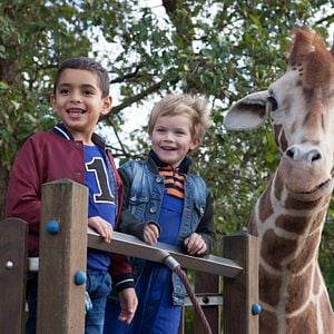 Foto Meu Amigo é uma Girafa