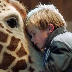 Foto Meu Amigo é uma Girafa