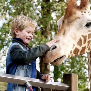 Foto Meu Amigo é uma Girafa