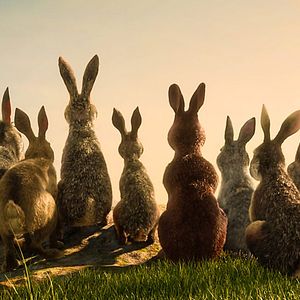 Foto Watership Down