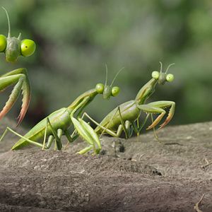 Foto Minuscule 2 - Les Mandibules du Bout du Monde
