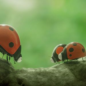 Foto Minuscule 2 - Les Mandibules du Bout du Monde