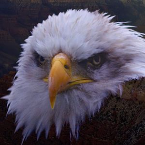 Foto Um Convite ao Futuro