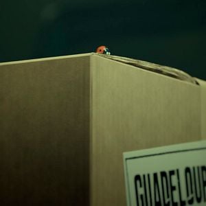 Foto Minuscule 2 - Les Mandibules du Bout du Monde