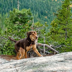 Foto A Caminho de Casa