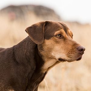 Foto A Caminho de Casa