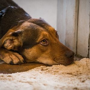 Foto A Caminho de Casa