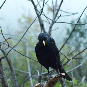 Foto Une rose ouverte / Warda