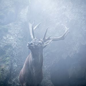 Foto Labirinto Verde