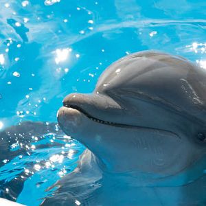 Foto Bernie, O Golfinho