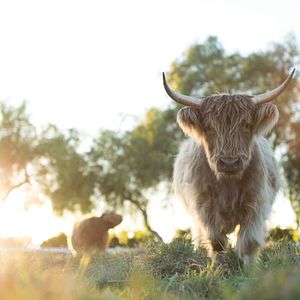 Foto A Pequena Grande Fazenda