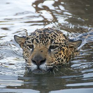 Foto Onça Pintada: Mais perto do que se pode imaginar