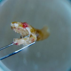 Foto Morra, Monstro, Morra