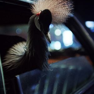 Foto O Beautiful Night