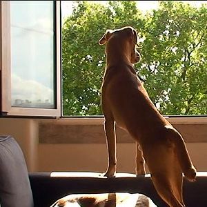Foto A Casa e os Cães