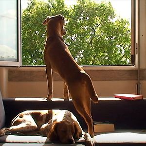 Foto A Casa e os Cães