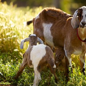 Foto A Pequena Grande Fazenda