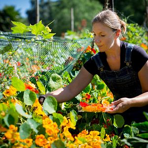 Foto A Pequena Grande Fazenda