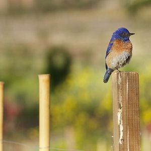 Foto A Pequena Grande Fazenda