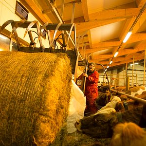 Foto A Resistência de Inga