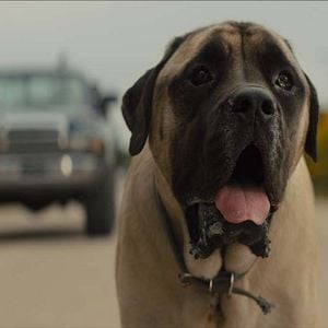 Foto Juntos para Sempre