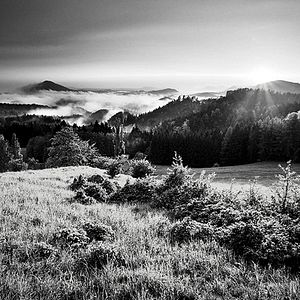 Foto O Pássaro Pintado