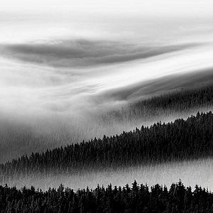 Foto O Pássaro Pintado