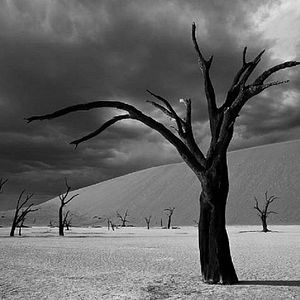 Foto O Pássaro Pintado