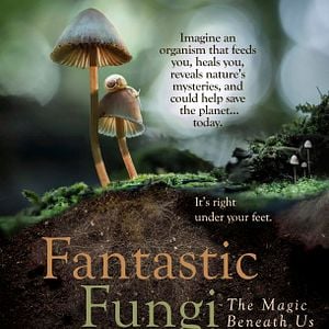 Foto Fungos Fantásticos