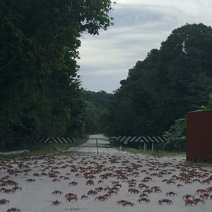 Foto Island of the Hungry Ghosts