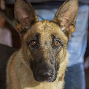 Foto A História de um Cachorro Judeu